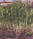 Indigo, Indigofera tinctora