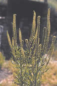 Dyer's weed or Weld, Reseda Luteola L.