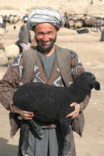 Wool from this Afghan herder's sheep will be woven in to one of the many incredibly beautiful Barakat Oriental rugs.