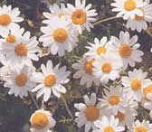 Chamomile Plant.