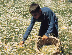 Collecting chamomile for vegetable dyeing.  Ayvacik 1981