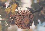 Walloon Oak, Quercus ithaburensis